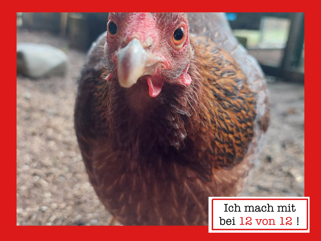 Huhn Hulda im Hühnerstall – Beitragsbild zum Blogbeitrag #12von12 im März 2026.