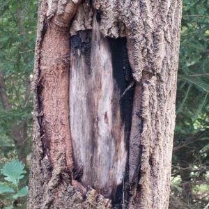 Baumstamm als Vorlage für digitales Bild