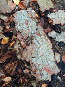 Stück Baumrunde als Eule digital bearbeitet