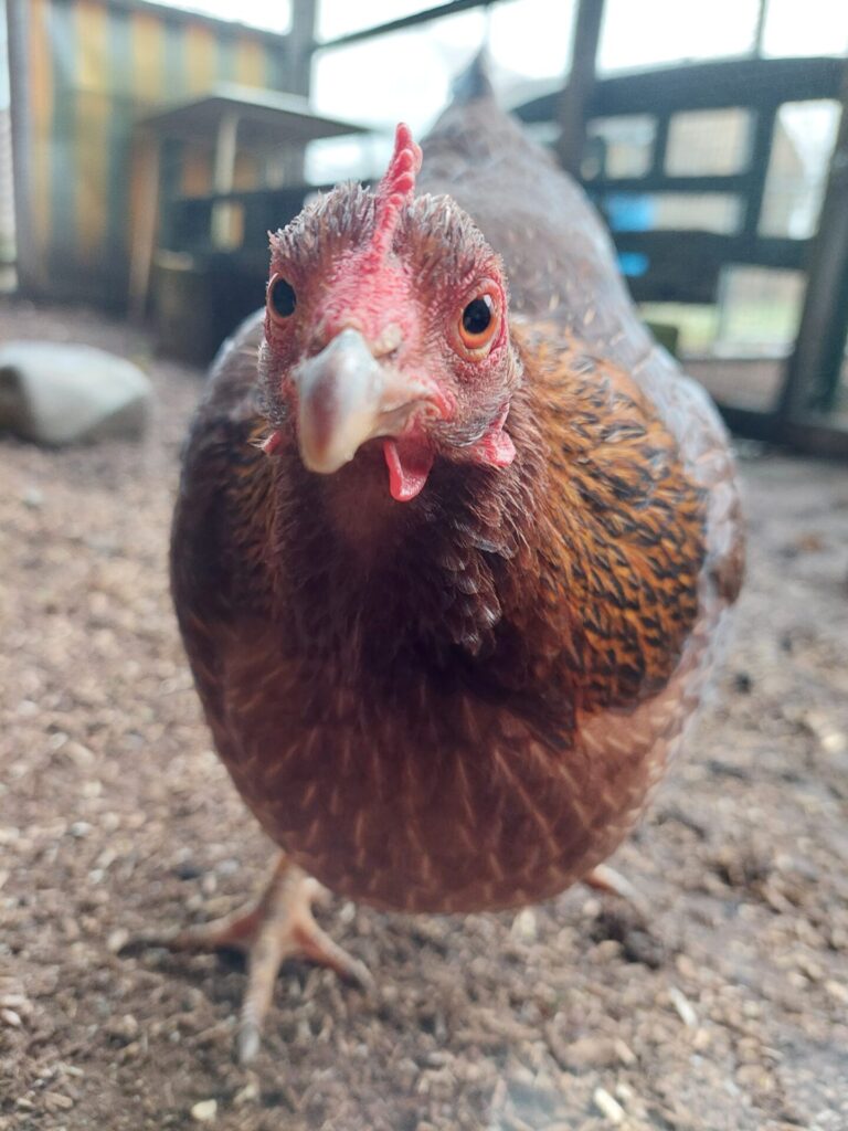 Huhn Hulda steht im Hühnerstall und schaut neugierig direkt in die Kamera.