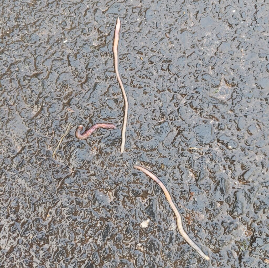 Mehrere Regenwürmer liegen nach dem Regen auf nassem Asphalt.
