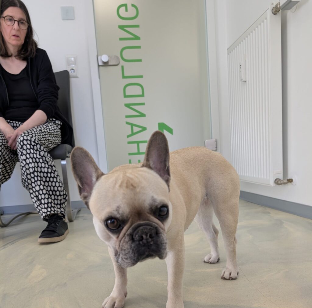 Kleine Französische Bulldogge steht im Wartezimmer einer Tierarztpraxis; im Hintergrund sitzt ihre Halterin.
