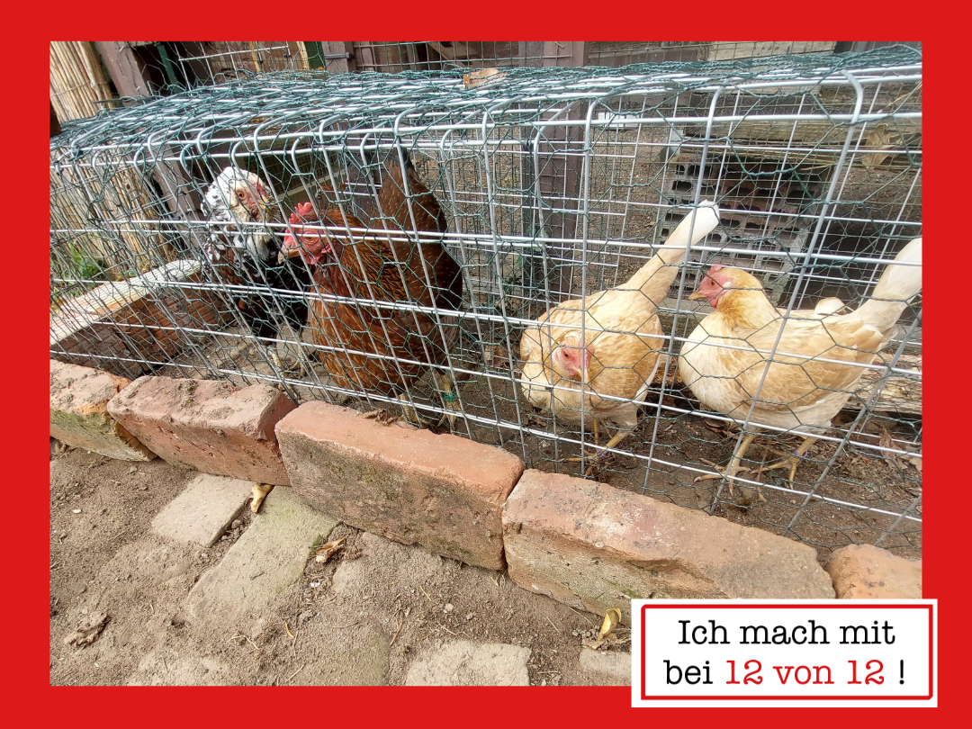 Vier Hühner im Gehege im Garten, Beitragsbild für einen 12 von 12 Blogbeitrag im April mit tierischem Alltag.