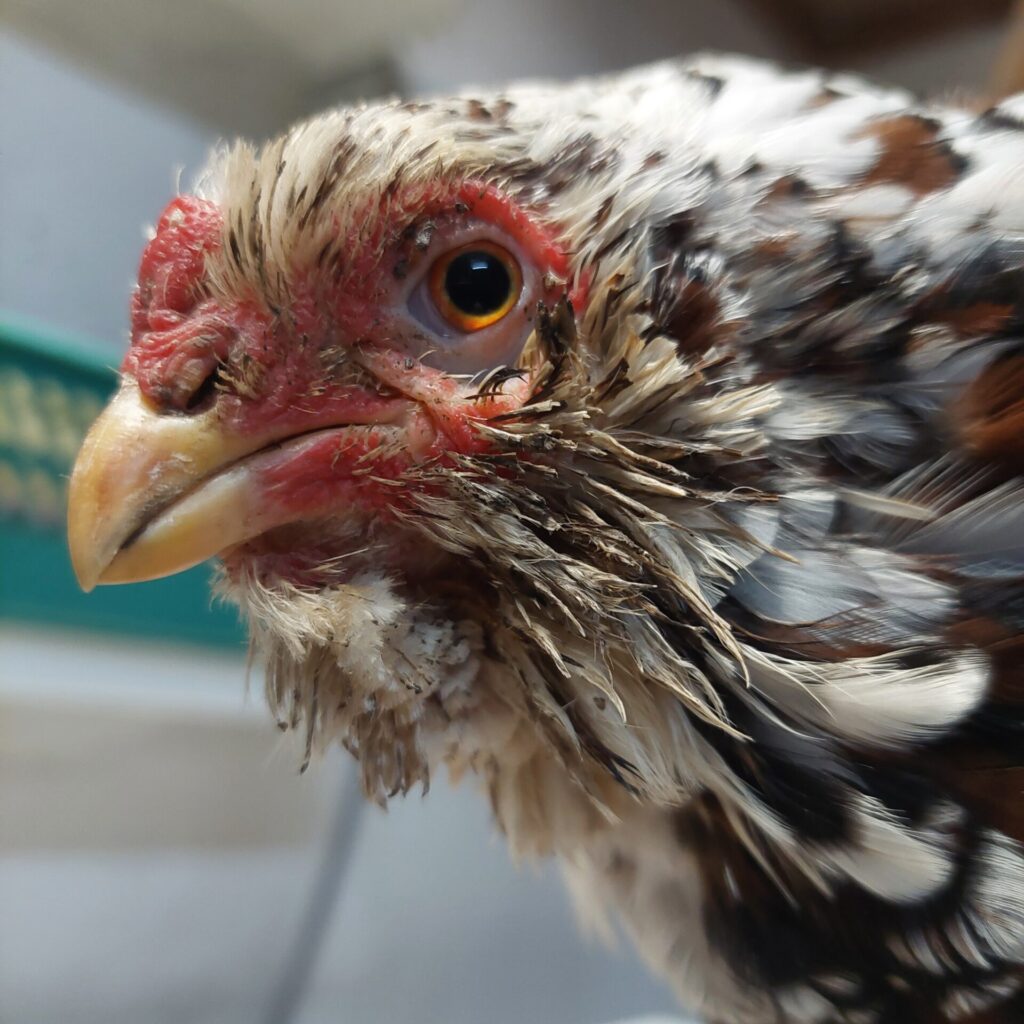 Nahaufnahme einer Henne mit verklebtem Auge, die regelmäßig Pflege benötigt.