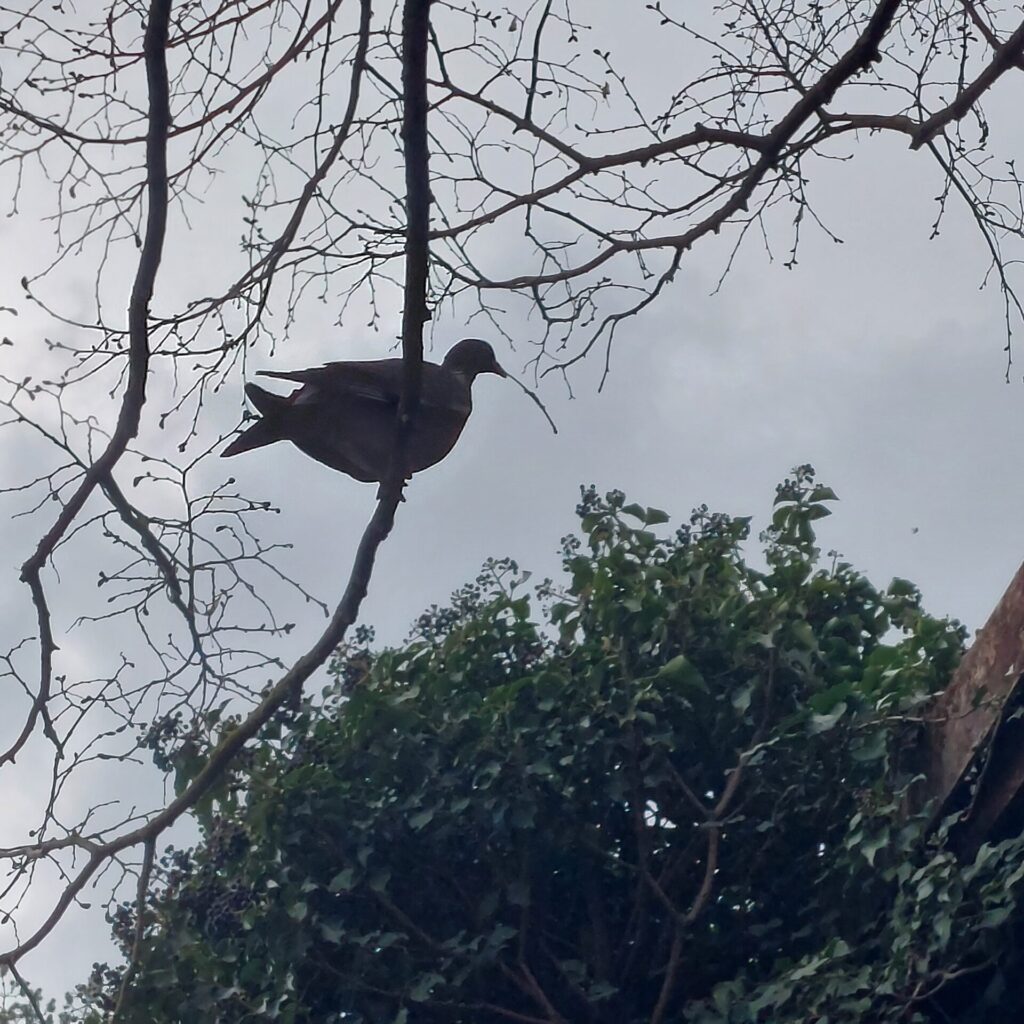Taube sitzt im Baum über einem Hühnerstall und baut ein Nest im dichten Efeu.