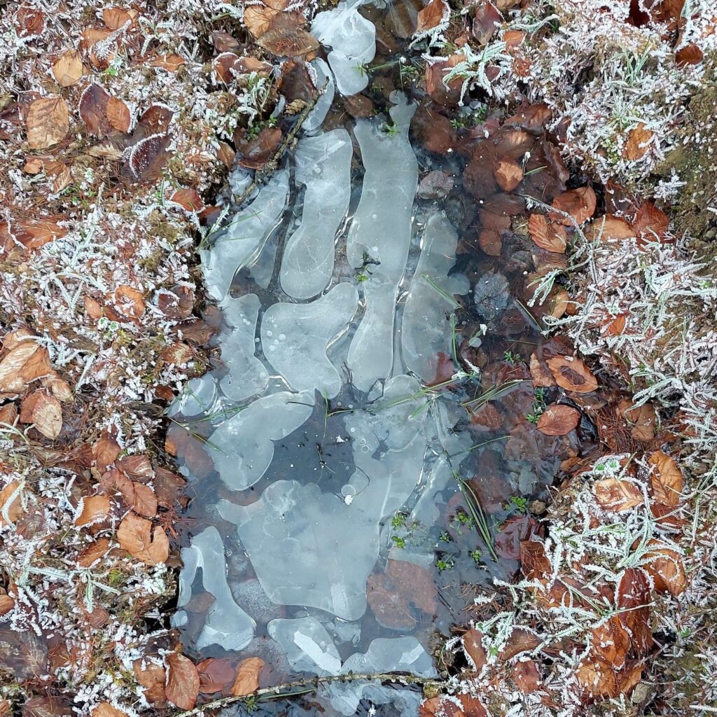 Gefrorene Pfütze mit hellen Eisstrukturen, die an ruhende Enten im Wasser erinnern