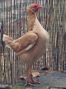 Huhn Hanni, eine Old English Fighter Henne mit hellem Gefieder und aufrechter Haltung, aufmerksam im Hühnerstall