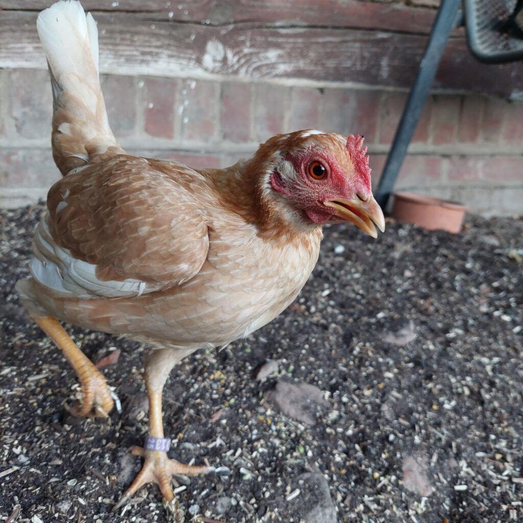Eine der neuen Hennen beim Füttern am frühen Morgen im Garten, vermutlich Hanni oder Nanni, aufgenommen bei Sonnenaufgang.