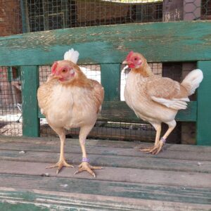 Zwei junge Hühner namens Hanni und Nanni auf einer Holzbank im Hühnerstall, hellbraunes Gefieder, neugierig und noch vorsichtig