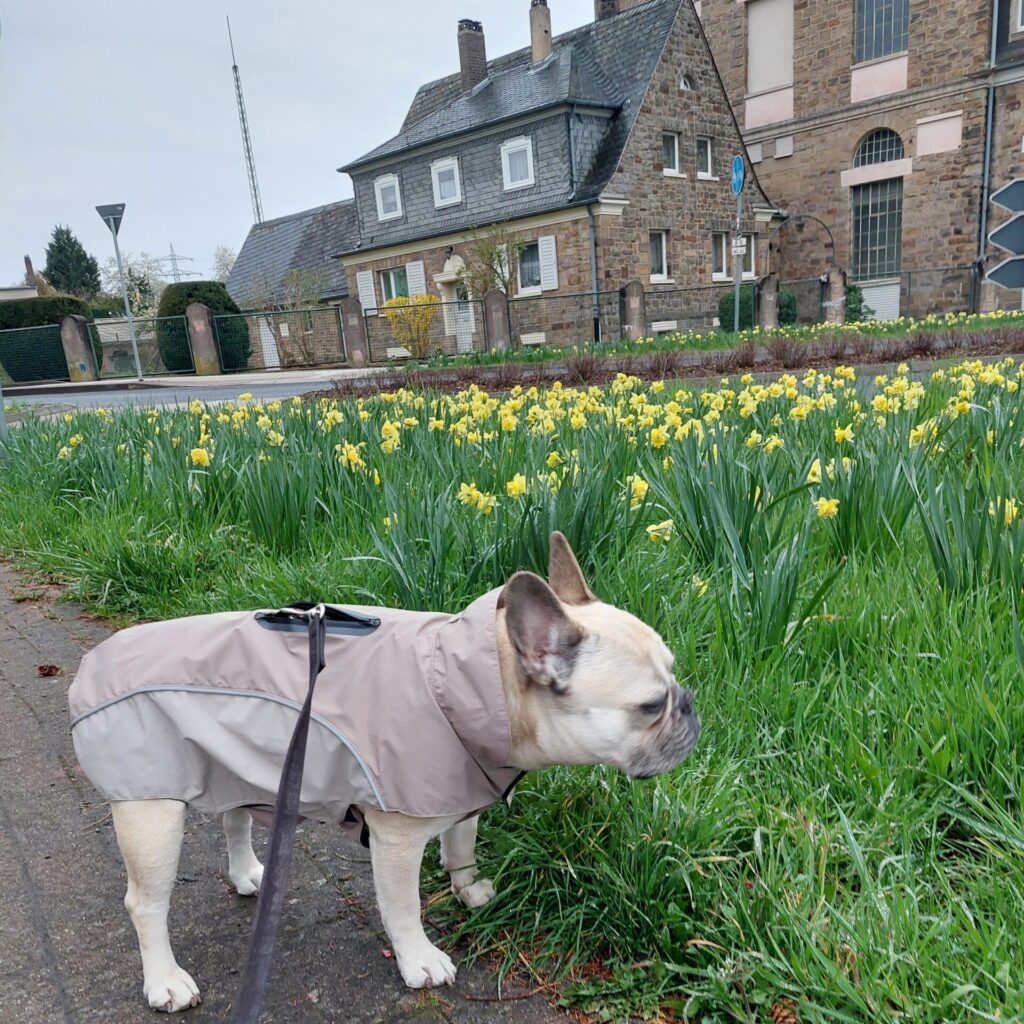 Hund Lotte beim Spaziergang am frühen Sonntagmorgen neben Osterglocken, trägt einen Regenmantel und schnuppert im Gras.