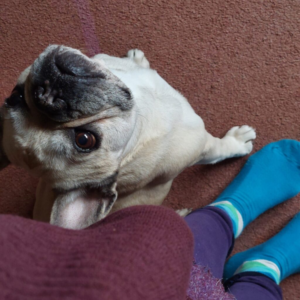 Hund Lotte blickt aufmerksam nach oben beim Training mit Futterbelohnung.