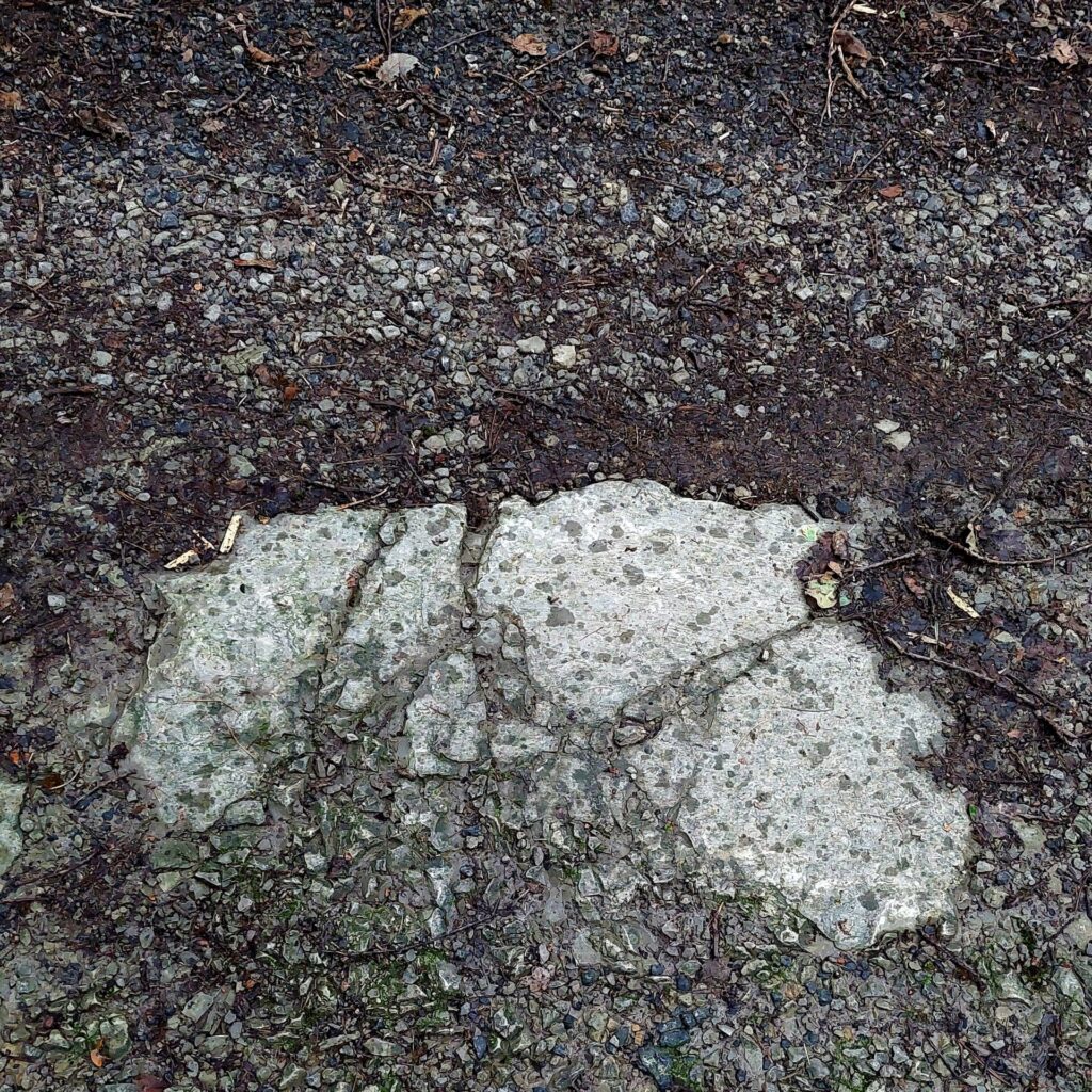 Unregelmäßige helle Bodenstruktur im Wald, die an die Form eines Tiers erinnert