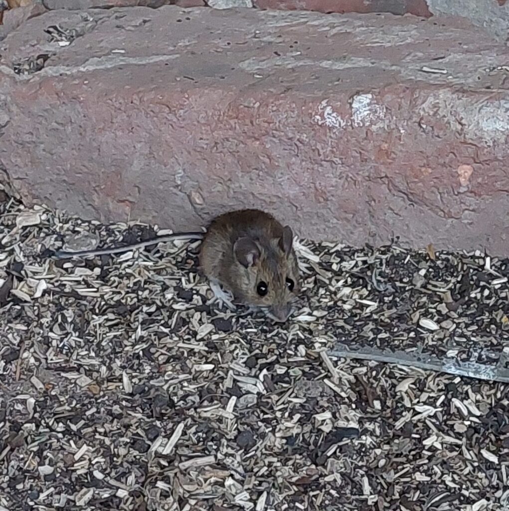 Kleine Maus im Hühnerstall zwischen verstreuten Sonnenblumenkernen, ein dreister Frühstücksgast zwischen den Hühnern.