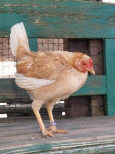 Huhn Nanni mit hellem Gefieder, zurückhaltend und vorsichtig, auf einer Holzbank im Hühnerstall