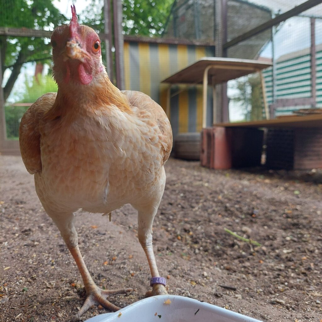 Helles Huhn steht im Auslauf direkt vor der Kamera an einem Futternapf.