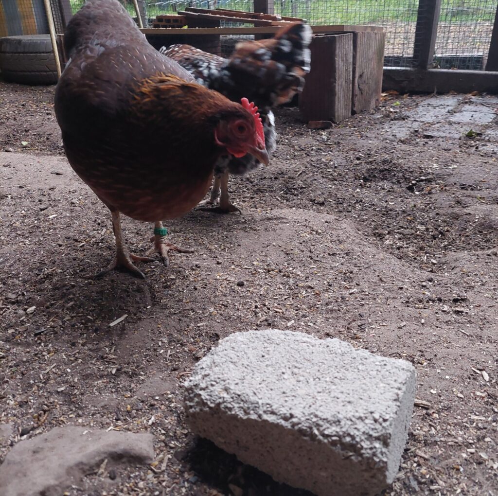 Ein braunes Huhn steht im Auslauf vor einem Kalksandstein, der den Hühnern für stabile Eierschalen dient.