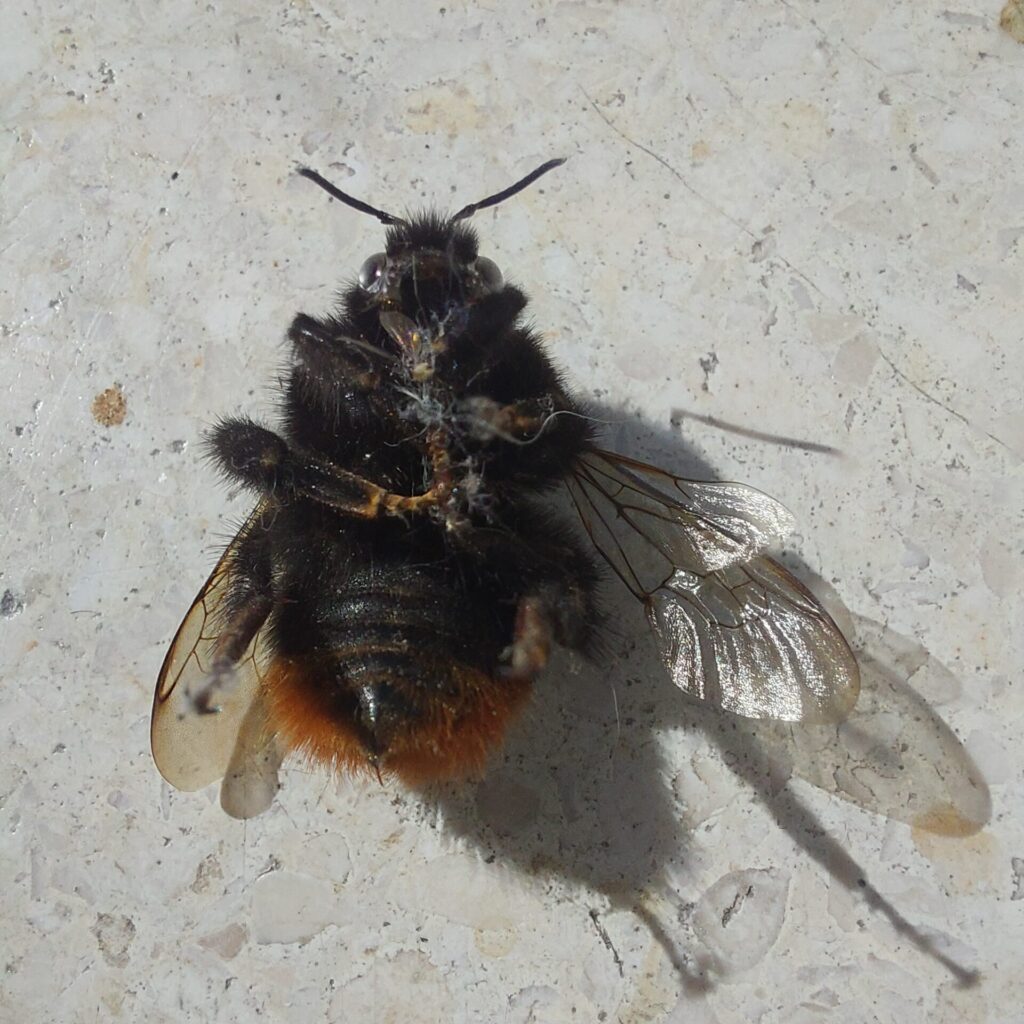 tote Hummel auf hellem Küchenboden liegend, schwarze und orangefarbene Behaarung, Flügel ausgebreitet