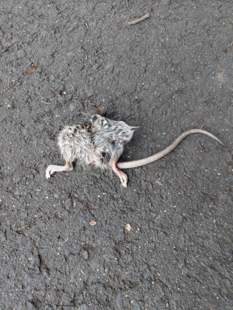 tote Ratte auf Asphalt liegend, graues Fell, regloser Körper auf dunklem Untergrund