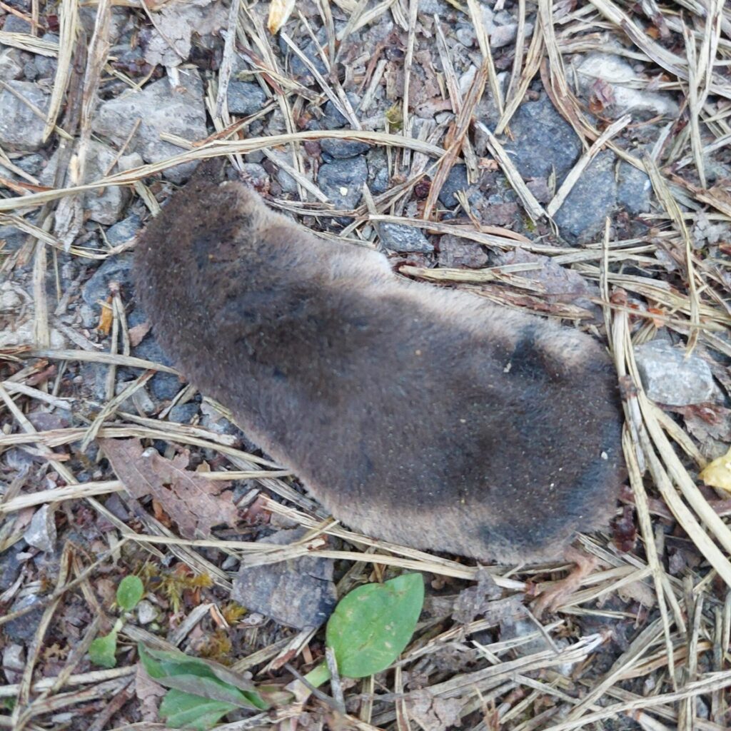 Toter Maulwurf liegt in der Fahrrinne eines Waldweges, das dunkle Fell wirkt weich und unversehrt, umgeben von Erde und kleinen Steinen.