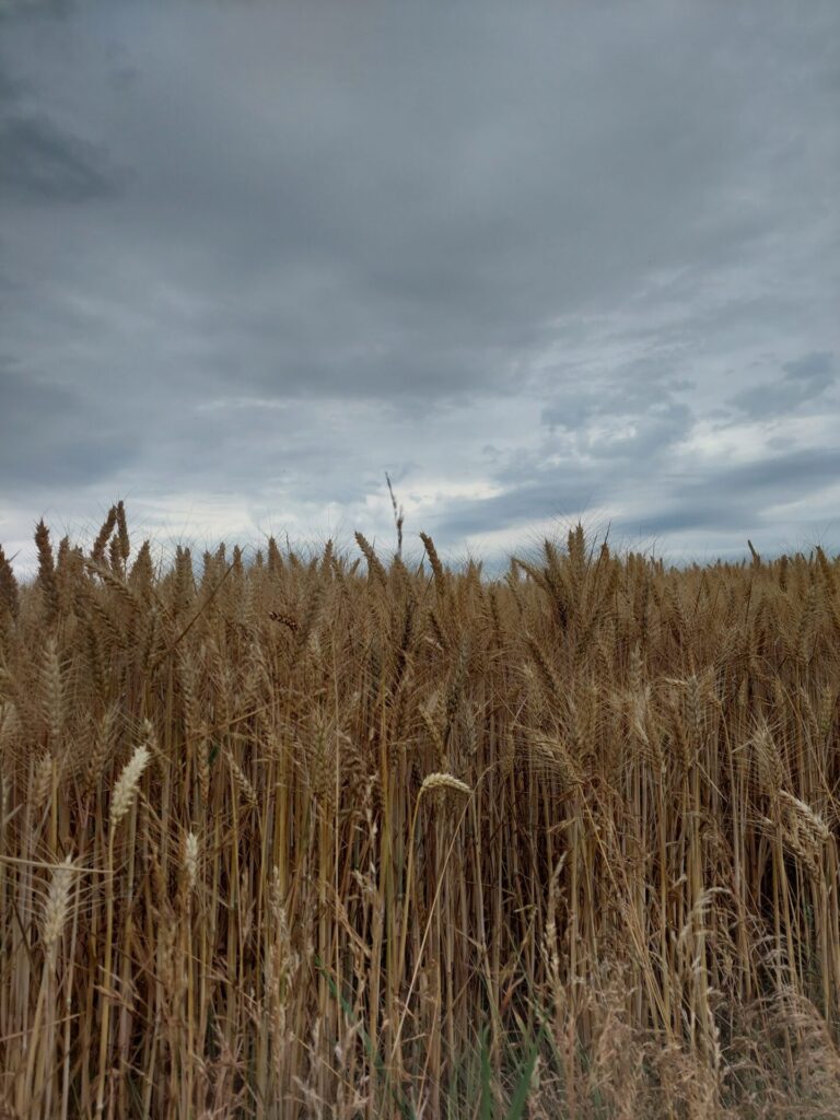 Kornfeld unter einem grauen, wolkigen Himmel, fotografiert als Hintergrund für eine digitale Bildmontage.