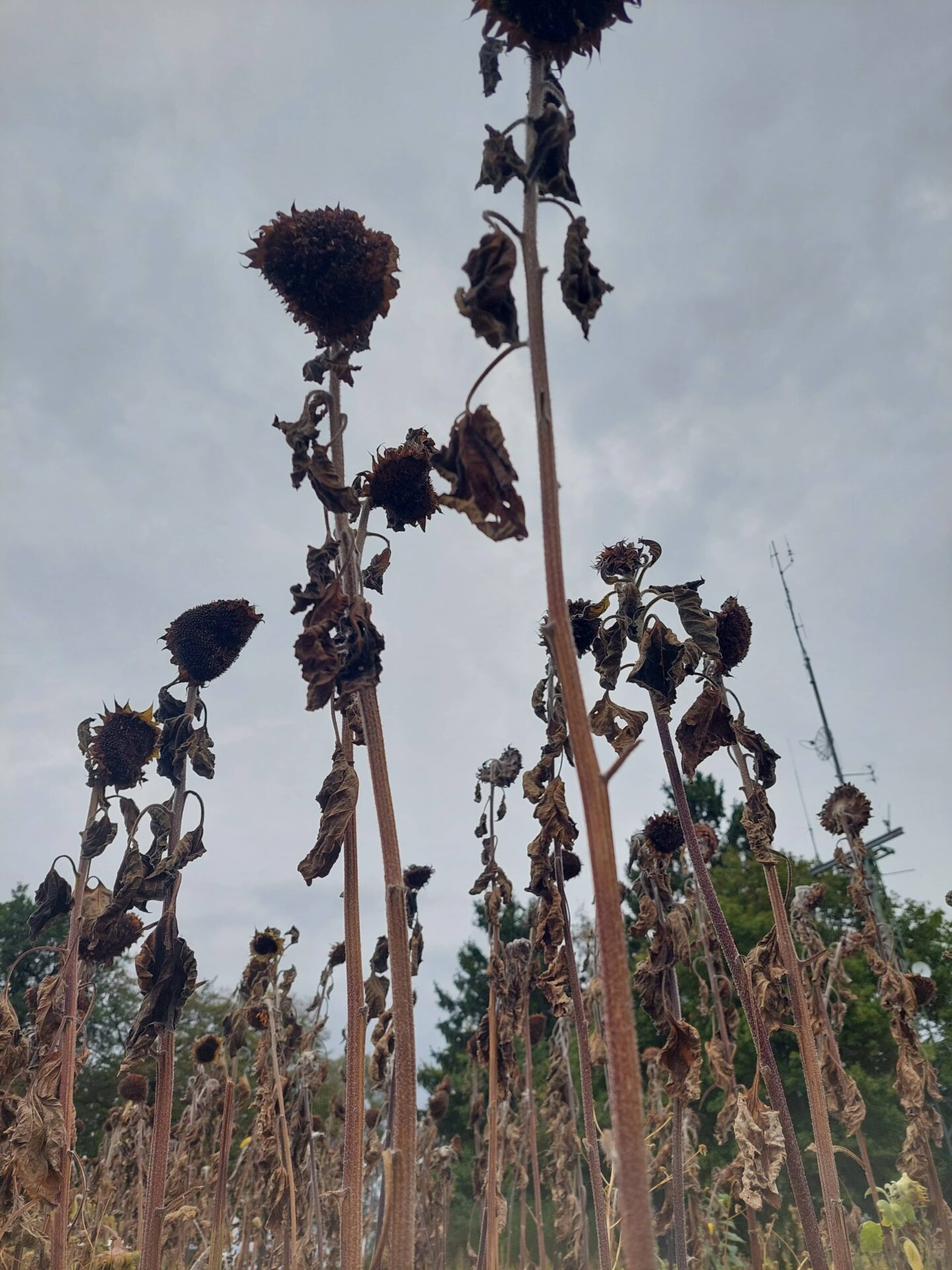 Vertrocknete und verblühte Sonnenblumen ragen vor einem grauen, bedeckten Himmel nach oben, fotografiert aus tiefer Perspektive.