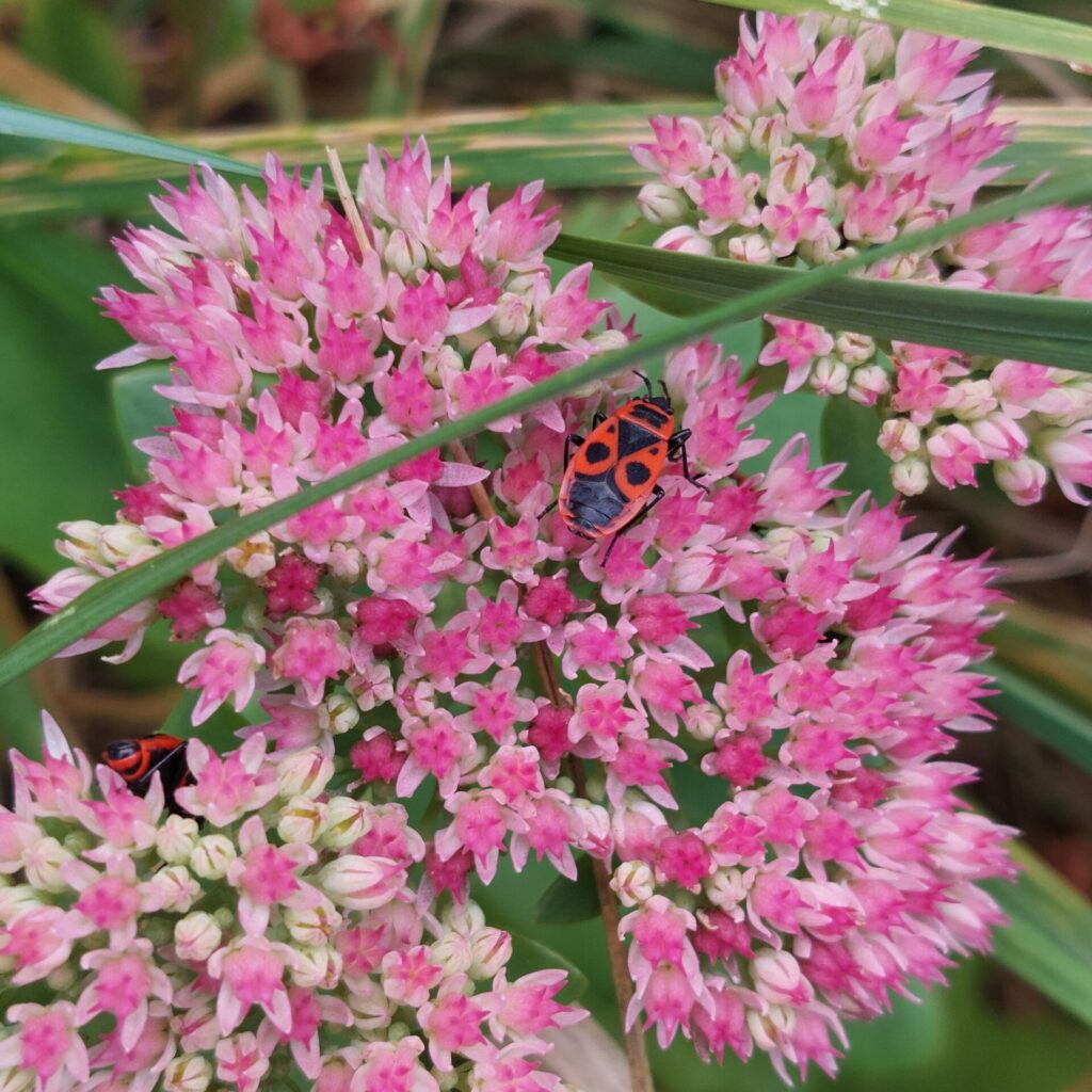 Zwei rot-schwarze Feuerwanzen auf den rosa Blüten einer Fetthenne im Garten.